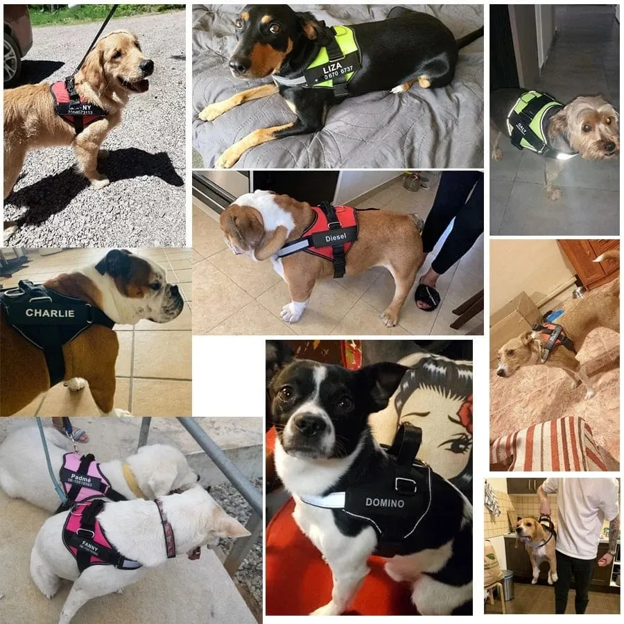 No Pull Personalised Harness